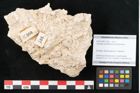 Foto (Objekt + Etikett) von Cyperites scheibbsensis Ettingshausen (NHMW-GEO-2024-0188-11360)